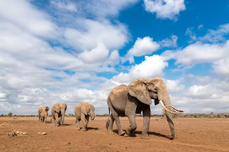 Elephant herd